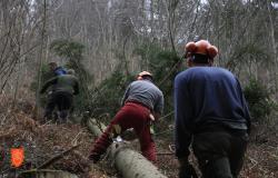 Pulling the plank in Podhom. Photo: M. Špiček, 2024