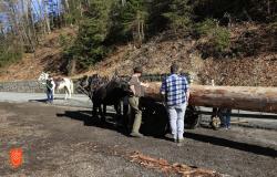 Pulling the plank in Gorje. Photo: M. Špiček, 2024