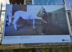 Lipizzan horse breeding traditions is presented at the exhibition. Photo: G. Hrastelj, 2024
