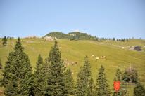 Paša na Veliki planini. V ozadju vrh Velike planine - Gradišče (1666m). Foto: Anja Jerin, 2016. 