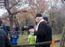 Blagoslov konj v Zanigradu. Foto: A. Jerin, 2022