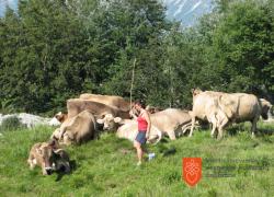 Pašna skupnost Matajur. Foto: Š. Ledinek Lozej, 2011