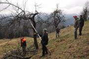 Sonaravna nega in raba travniških sadovnjakov. Foto: J. Gačnik, 2024