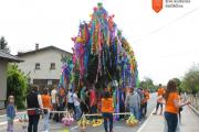 Gančki majoš. Foto: J. Pšajd, 2015 
