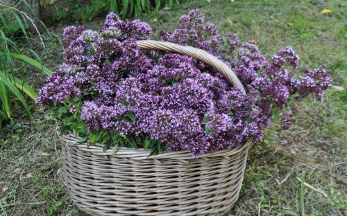 Herbalism. 