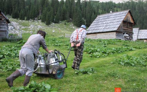 Mountain pasturing and dairying. 