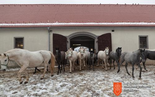 Lipizzaner horses in stud farm in Lipica. 