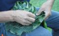 Martin Matkovič while making a hat from chestnut leaves.  