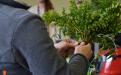 Making Palm Sunday bunches in Škale. 