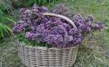 Herbalism. 