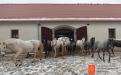 Lipizzaner horses in stud farm in Lipica. 