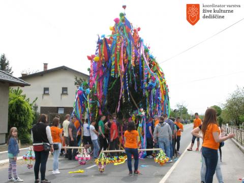 Gančki majoš. Foto: J. Pšajd, 2015 
