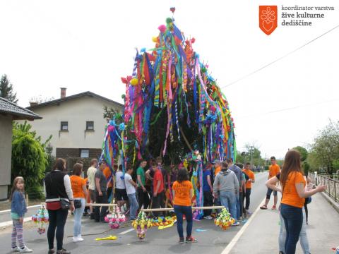 <i>Gančki majoš</i>. Photo: Jelka Pšajd, 2015. 