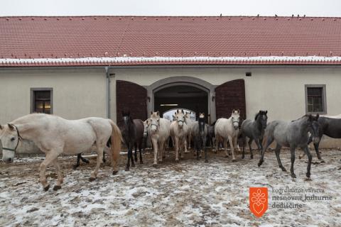 Čreda lipicancev. Foto: O. Černe, 2016 