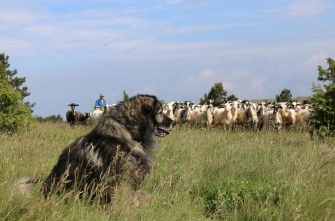 Vzreja kraških ovčarjev. Foto: B. Vehovar, 2016