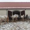 Lipica Stud Farm. Photo: O. Černe, 2016