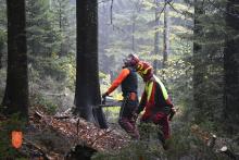Close-to-nature forest management. Photo: J. Mrakič, 2021