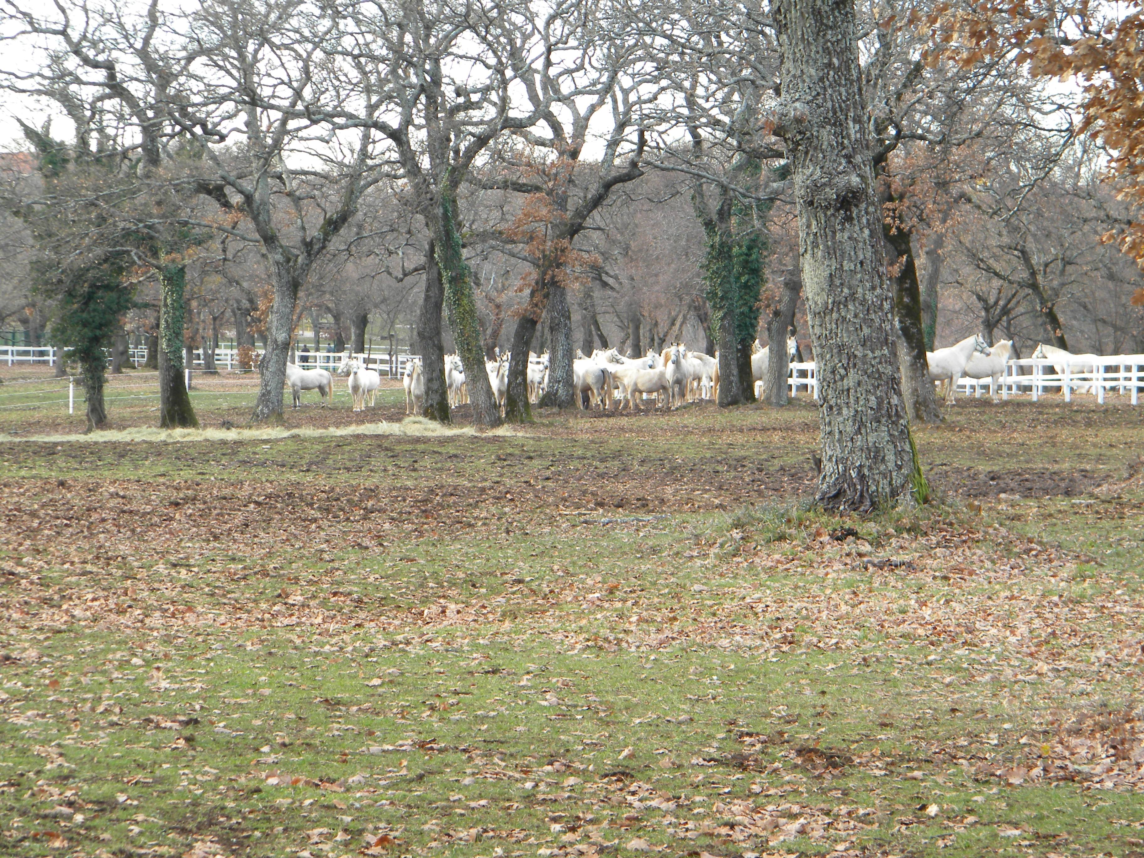 Tradicije reje lipicancev. Foto: A. Jerin, 2011
