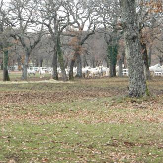 Lipicanci. Foto: A. Jerin, 2013