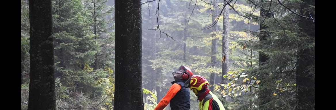 Sonaravno gospodarjenje z gozdovi. Foto: J. Mrakič, 2021