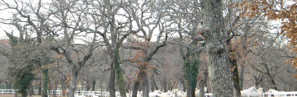 Tradicije reje lipicancev. Foto: A. Jerin, 2011