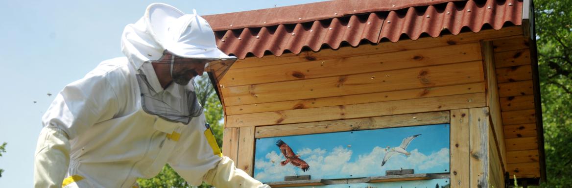 Čebelarstvo v Sloveniji. Foto: A. Jerin, 2024