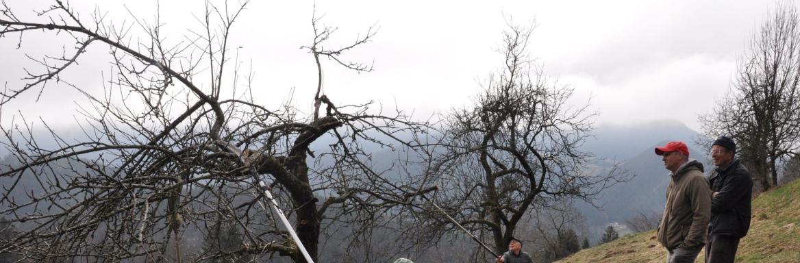 Close-to-nature cultivation and use of meadow orchards. Photo: J. Gačnik, 2024 