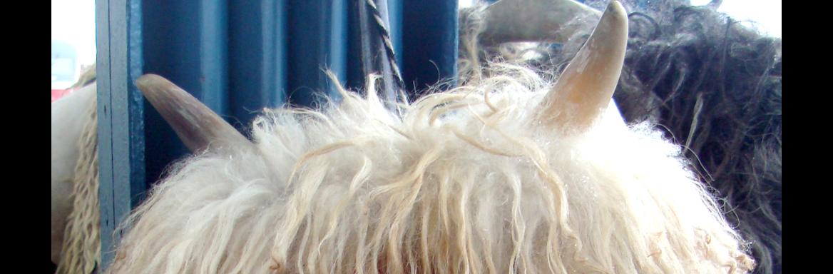 Foto: Nena Židov, 2015. 