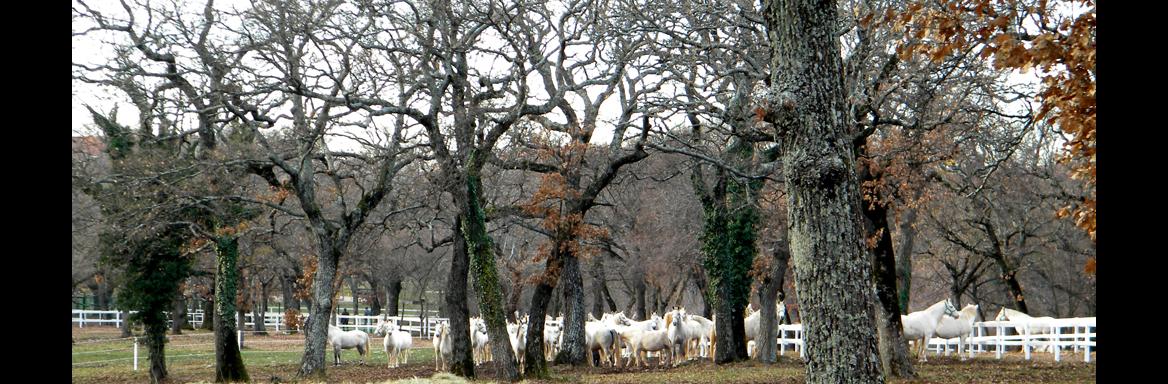 Lipicanci v Kobilarni Lipica. Foto: A. Jerin, 2011 