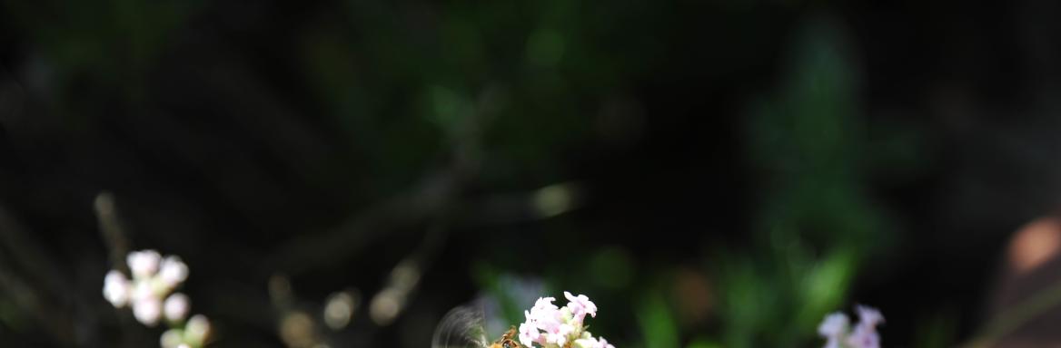 Kranjska čebela. Foto: A. Jerin, 2010