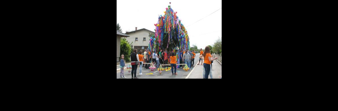Gančki majoš(Foto Jelka Pšajd, 2015)