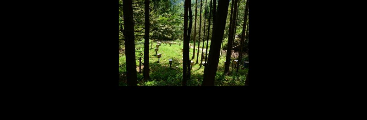 Vzreja čebeljih matic kranjske čebele(Foto Franc Šivic, 2016)