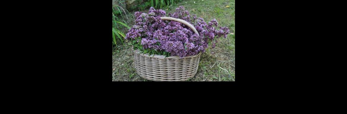 Nabiranje zelišč. (Foto Vlasta Mlakar, 2022)