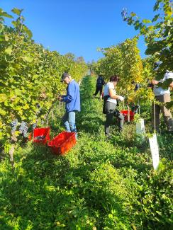 Društvo vinogradnikov Grčevje. Foto: M. Pavlin, 2019