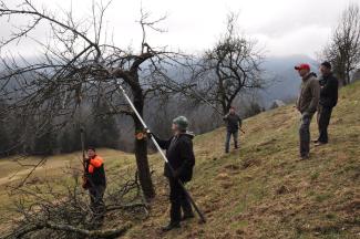 Sonaravna nega in raba travniških sadovnjakov. Foto: J. Gačnik, 2024