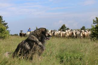  Vzreja kraških ovčarjev. Foto: B. Vehovar, 2016