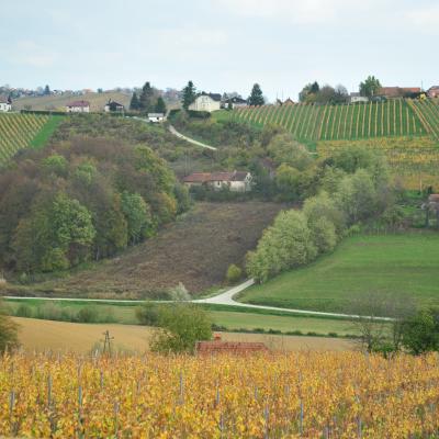 Vinogradništvo. Foto: A. Jerin, 2013