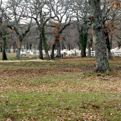 Lipicanci v Kobilarni Lipica. Foto: A. Jerin, 2011 